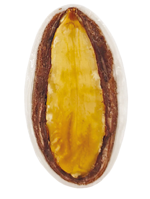 <span>My Choco</span> Φούξια