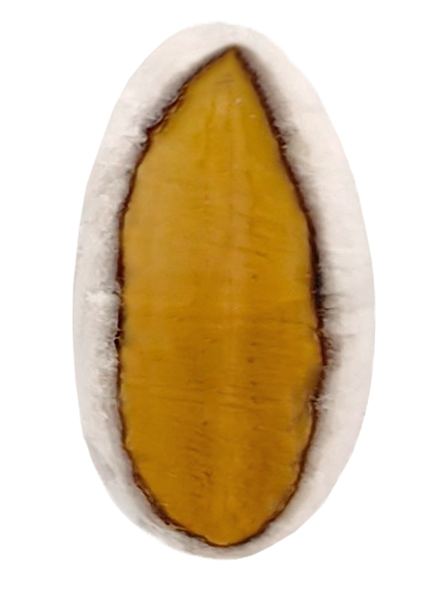 <span>Κουφέτα Αμυγδάλου</span> Σιέλ Πιτσιλωτά